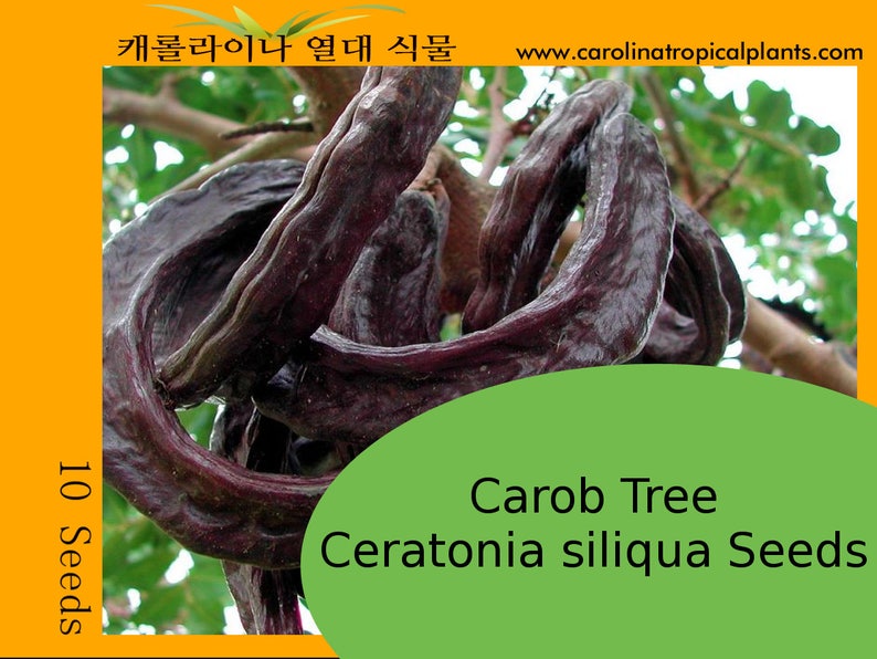 CAROB Ceratonia Siliqua 5,10 SEEDS