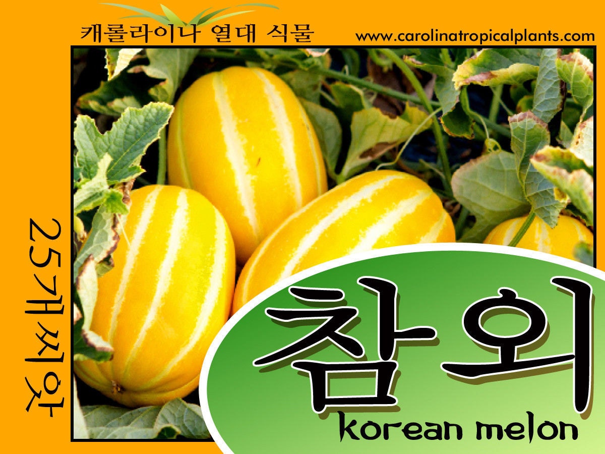 Korean melon Seeds Chameh melon Golden melon Oriental melon Etsy