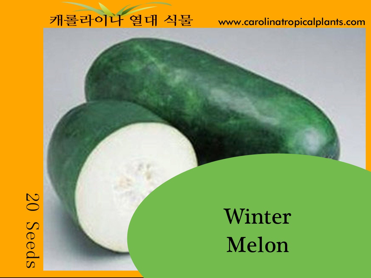 Winter Melon Seeds 20 Seed Count Etsy