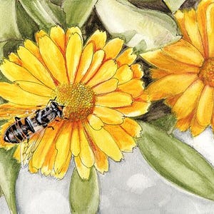 Puede incluir: Pintura a la acuarela de vibrantes flores de caléndula amarillas con una abeja detallada. Los pétalos son de un amarillo brillante y la abeja tiene rayas blancas y negras. Hojas verdes y un fondo blanco completan la obra floral.