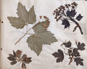 Antique Herbarium Pages, Gorgeous Plant Specimens from 1916, Maine, USA