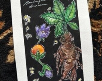 Mandragora - Watercolor Original