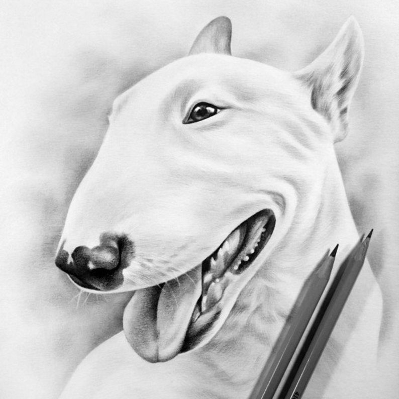 Bull Terrier pencil drawing ORIGINAL Art by Kerli Etsy