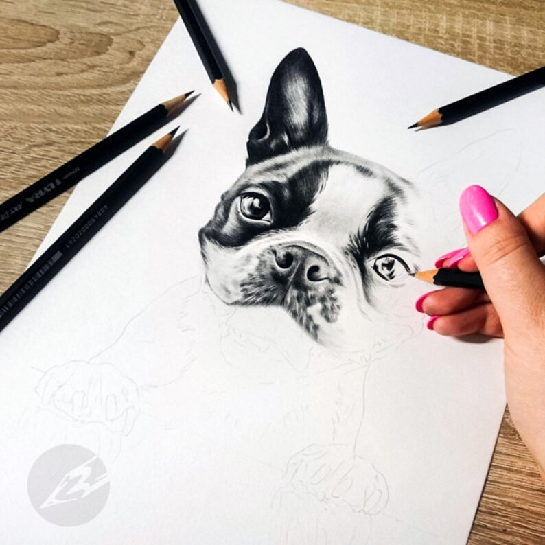Art by Kerli Boston Terrier pencil drawing ORIGINAL