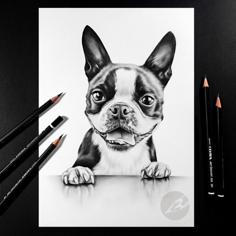 Art by Kerli Boston Terrier pencil drawing ORIGINAL