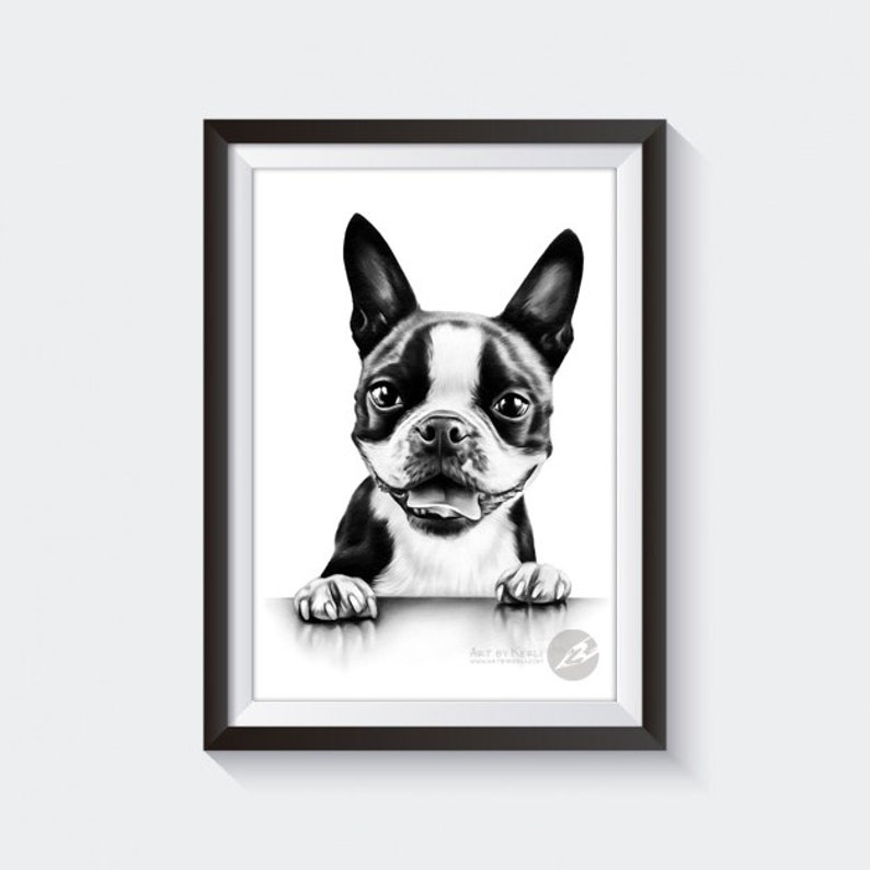 Art by Kerli Boston Terrier pencil drawing ORIGINAL