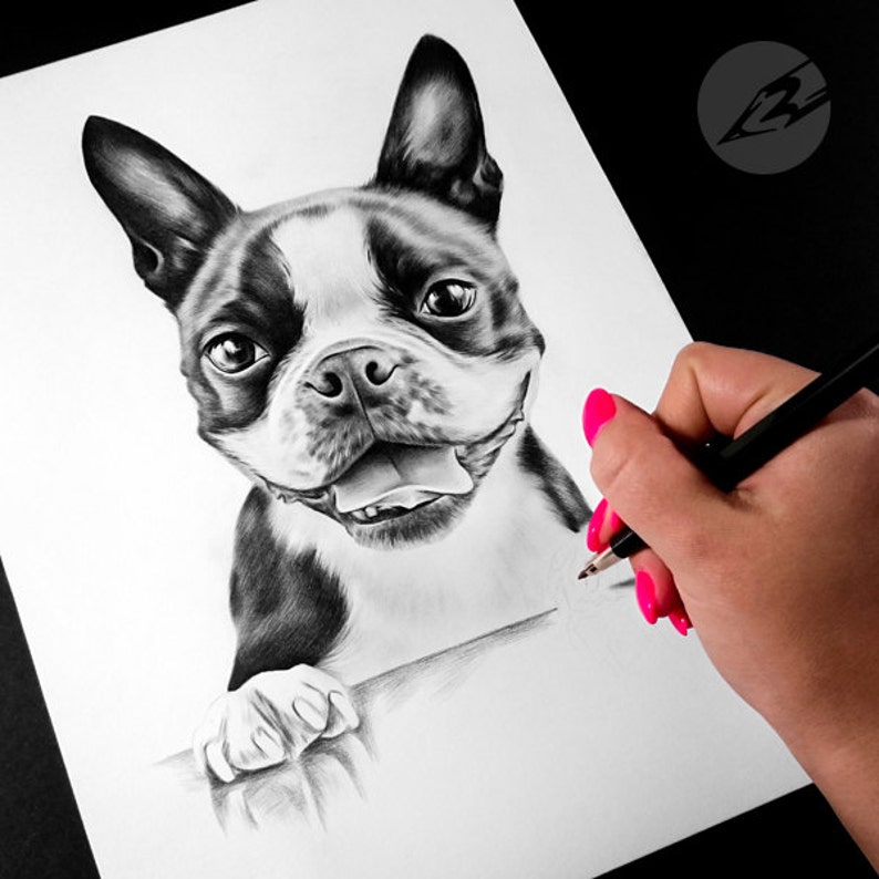Art by Kerli Boston Terrier pencil drawing ORIGINAL
