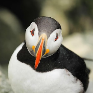 May include: A close-up of an Atlantic puffin, a seabird with a distinctive appearance. The bird has a black back, white belly, and a large, colorful beak with red, orange, and yellow markings. Its eyes have red markings.