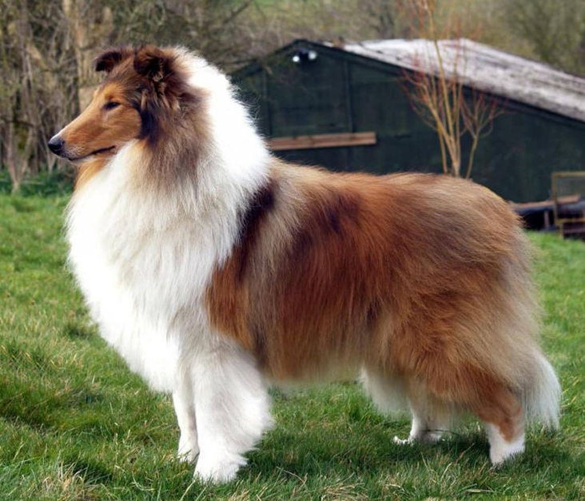 Щенок бордер колли 3 месяца вес. Шотландская колли длинношерстный. Стандарт колли длинношерстный ркф. Колли шотландская овчарка стандарт. Высота колли.
