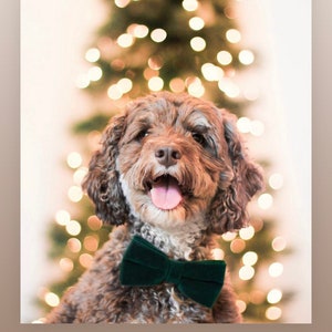 Brown dog in a green dog bow tie with a Christmas tree in the background.