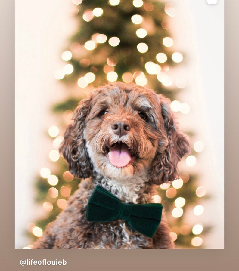 Brown dog in a green dog bow tie with a Christmas tree in the background.