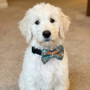 A fluffy white dog wearing a Thanksgiving puppy bow tie with orange and white designs, sitting on a carpeted floor.