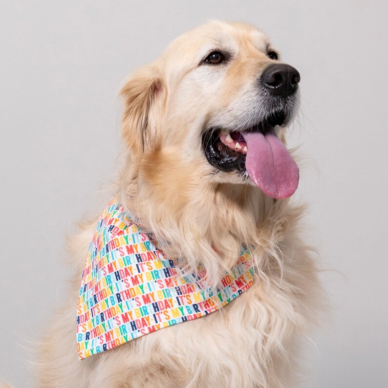 May include: A golden retriever dog wearing a colorful bandana with the text "It's My Birthday" repeated on it. The dog is looking to the right and has its tongue sticking out.