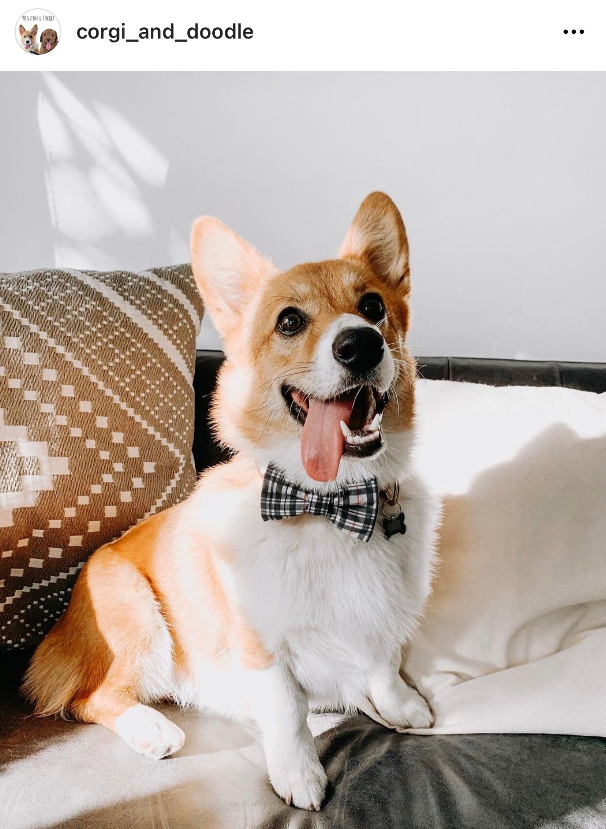 grey dog bow tie