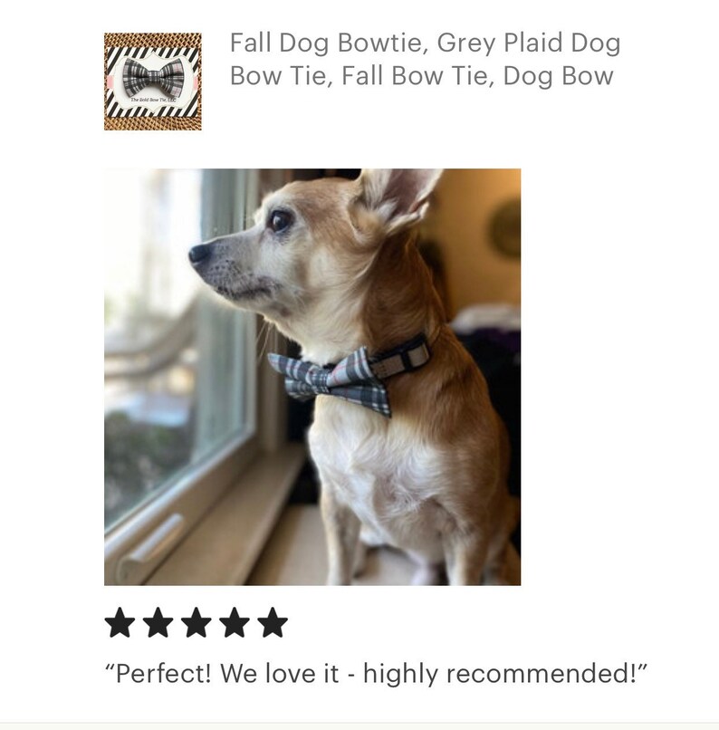 grey dog bow tie