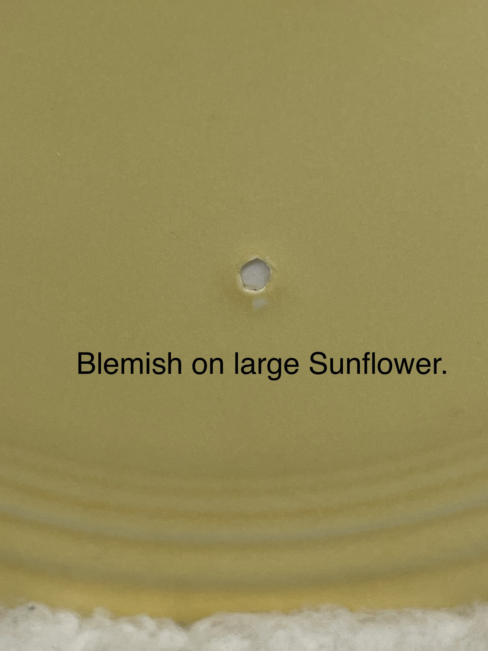 Buyer's Choice, Vintage Fiestaware Disk Pitcher, Purchased in 1980's