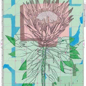 May include: A botanical illustration of a protea flower, set against a map background. The flower is rendered in pink and gray tones, with green leaves and stem. The map includes text such as "San Diego Co." and "Palomar Observatory".