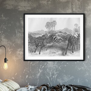 Vintage Zebra Print Downloadable, Zebra wall art, 1880s pen drawing, antique wall art
