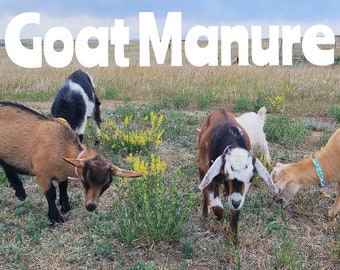 Goat manure, 1lb fresh goat manure, fertilizer, all natural fertilizer