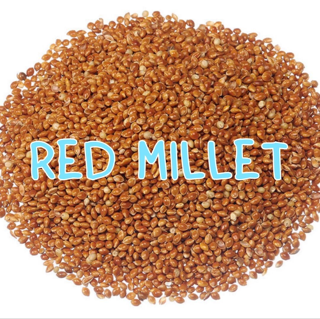 Picture Idea: Red Millet Bird Seeds Wildbird Seeds Bird Treats Rabbit Hamster