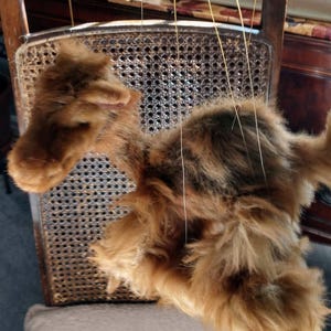 May include: A brown and black fur puppet hanging from strings on a wooden chair. The puppet has a long, furry tail and a long, furry neck.