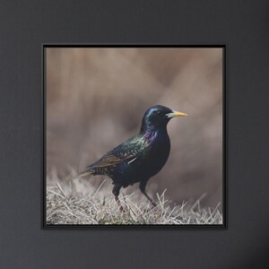 Starling Bird, Beautiful iridescent Starling Bird Printed on Matte Canvas, Black Frame. Photography, Home Decor, Wall Art