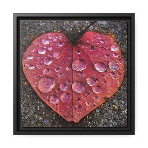 Heart-Shaped Raindrop Leaf Photograph Printed on Canvas, Black Frame