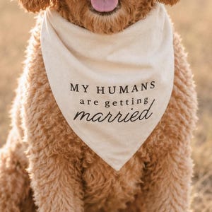 May include: A cream-colored triangular pet bandana featuring the black printed text "MY HUMANS are getting married" worn by a golden-brown curly-haired dog. The fabric accessory is tied around the neck of the animal, displaying clear lettering.