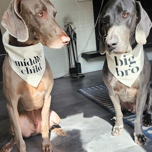 May include: Two grey dogs wearing bandanas with the text "middle child" and "big bro" printed on them. The dogs are sitting on a floor with a blue and white striped rug.