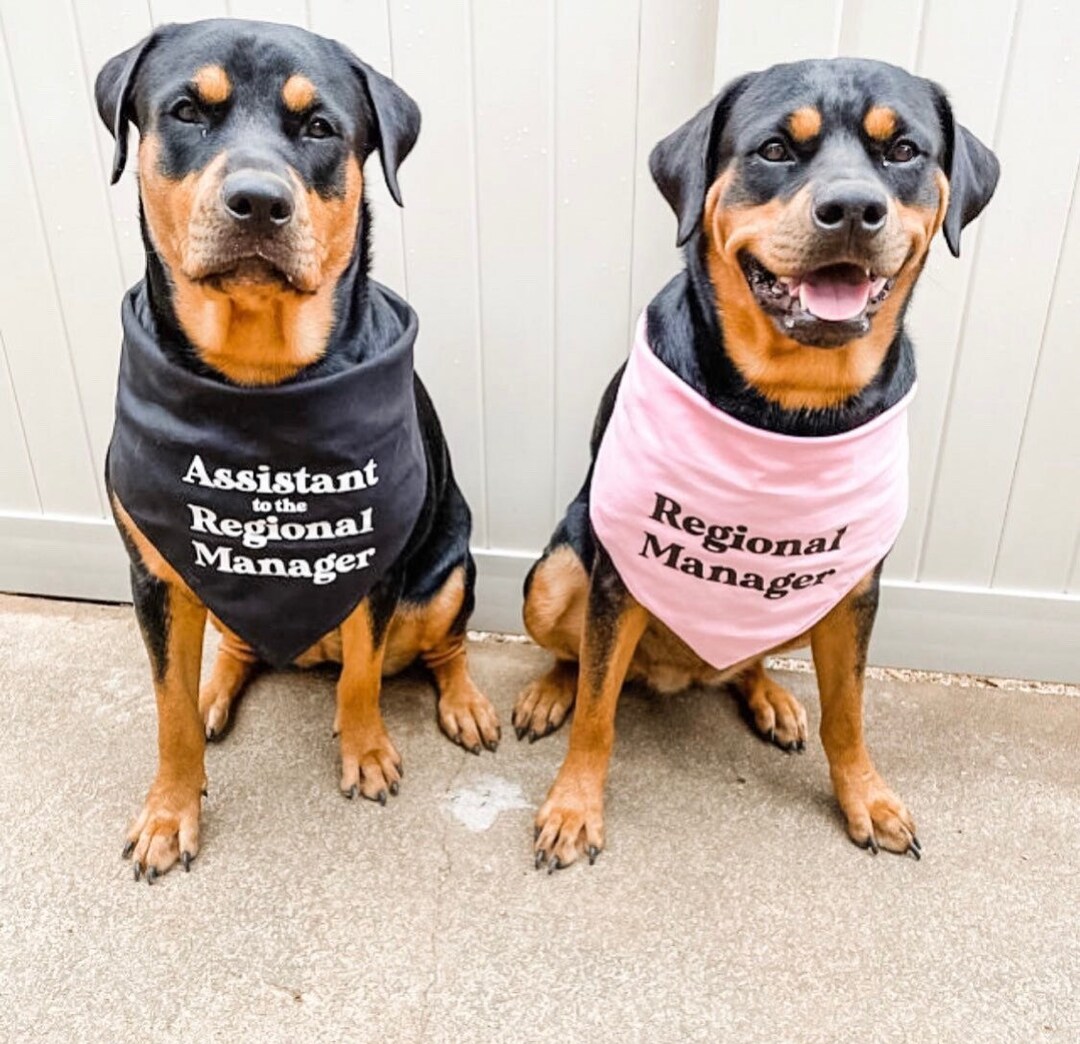 Dunder mifflin dog shirt discount