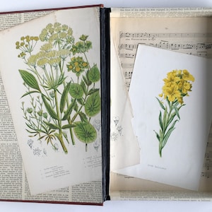 Hollow Book Safe, Passport Stash, Document and Cash Secret Storage Box: Antique Encyclopedia with Wild Flower Lining