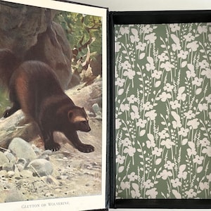 May include: Open book with a vintage illustration of a wolverine in a natural setting. The opposite page features a green floral pattern with white flowers. The text at the bottom of the illustration reads "Glutton or Wolverine."