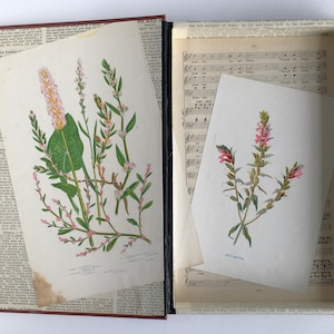 Hollow Book Safe, Passport Stash, Document and Cash Secret Storage Box: Antique Encyclopedia with Wild Flower Lining