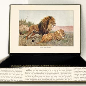 May include: A vintage-style box with a hinged lid, featuring a framed illustration of two lions in a natural setting. The box is lined with black fabric and has text on the sides. The illustration is labeled "LION AND LIONESS."