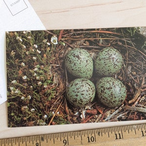 Neue Vintage Postkarte, Nest: Schrader-Peters Lakes von Steve Heizer, Friends of the Earth, Montag, Atlanta Georgia Made in USA, 3.5x5.5 Inches