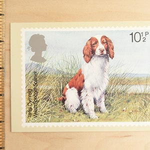 Ongebruikte Britse honden (Welsh Springer Spaniel) briefkaart