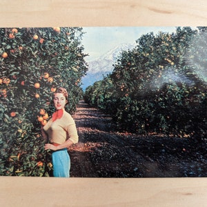 Carte postale Une orangeraie typique de Californie, avec des montagnes enneigées en arrière-plan, plasticchrome
