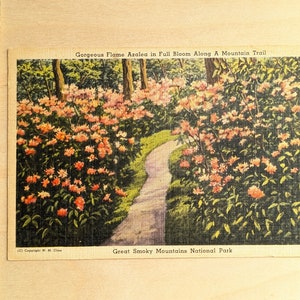 Cartão postal não utilizado do Parque Nacional Great Smoky Mountains, linda azaléia em plena floração