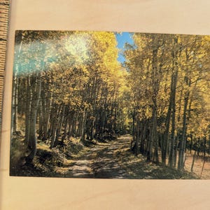 Carte postale inutilisée Western Wanderers Fall Aspen Grove, Denver, Colorado