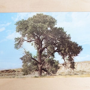 Carte postale inutilisée d'arbre d'état du Wyoming de peuplier
