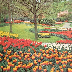 Unused Keukenhof Planeta Tulip Postcard, Hearlem Holand
