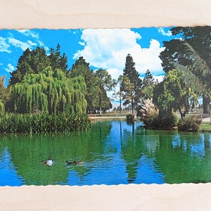 Cartolina inutilizzata di Park, Lake e Ducks, California