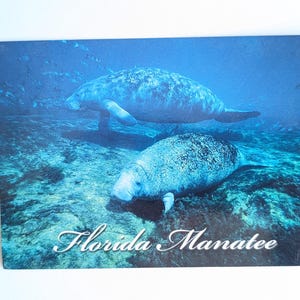 Carte postale inutilisée de lamantin de Floride
