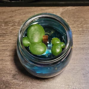 May include: A small green succulent plant in a clear glass jar filled with blue liquid. The jar has a silver lid.
