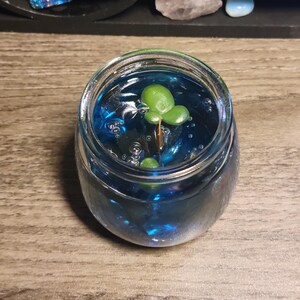 May include: A small green plant with three leaves is suspended in a clear glass jar filled with blue liquid. The jar is sitting on a wooden surface.