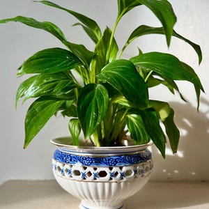 May include: A vibrant green plant with large, glossy leaves in a white ceramic pot. The pot features a blue and white floral design around the rim and a decorative cut-out pattern. The pot has a gold trim.