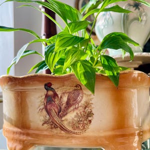 May include: A rectangular, antique-style planter in cream and brown tones. The planter is decorated with a detailed illustration of two pheasants. It is filled with vibrant green leafy plants, creating a striking contrast.