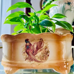 May include: A rectangular, cream-coloured planter with a scalloped rim and three small feet. The planter features a detailed illustration of two pheasants in shades of brown, red, and blue. The planter is filled with vibrant green leafy plants.