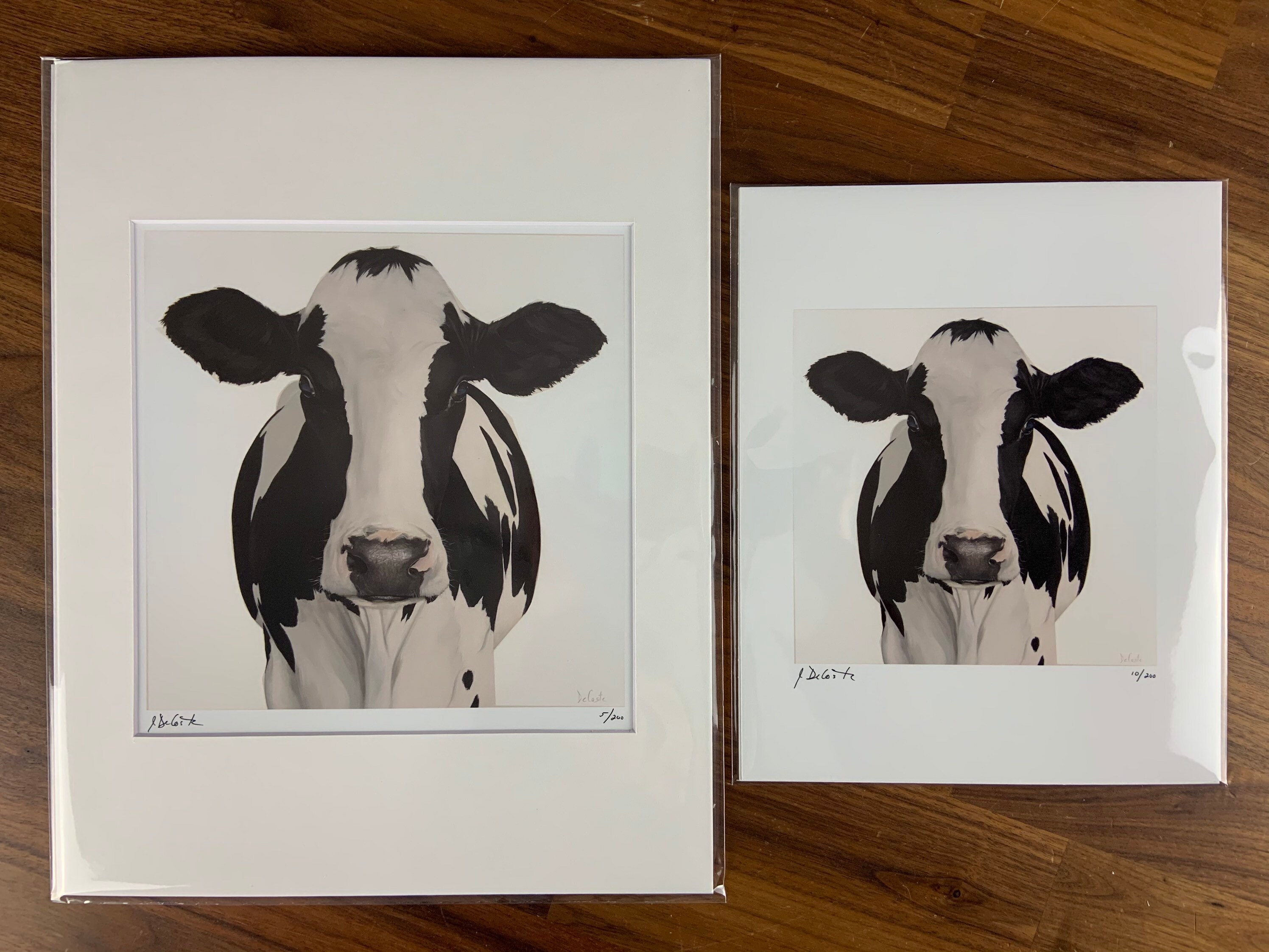 Prints of Oreo the black and white cow Etsy