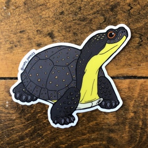 Blanding's Turtle (Emydoidea blandingii) Sticker